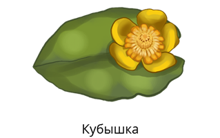 Ярко желтая кувшинка на прозрачном фоне