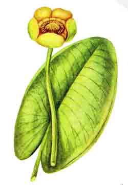 Кувшинка для детей