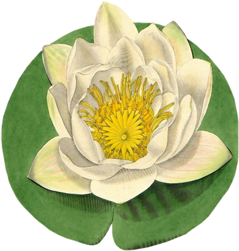 Кубышка жёлтаяраскраска