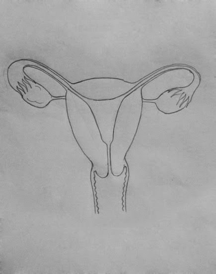Рисование половых органов