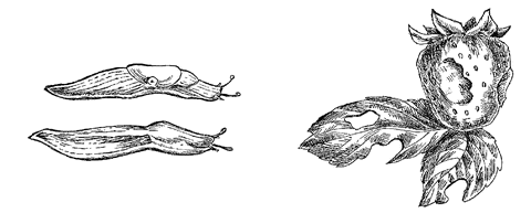 СЛИЗЕНЬ рисунок