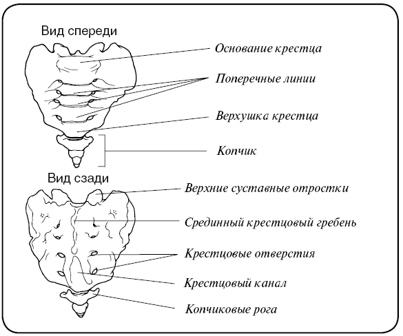 Крестец строение анатомия