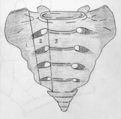 Крестец строение анатомия