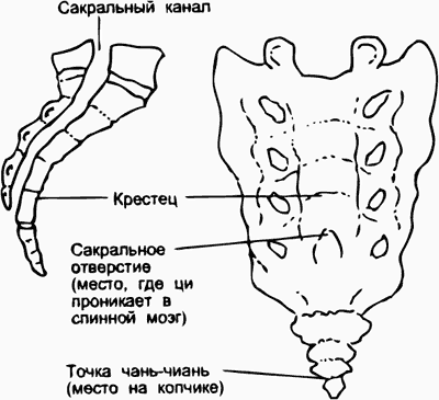 Крестцовый позвонок рисунок