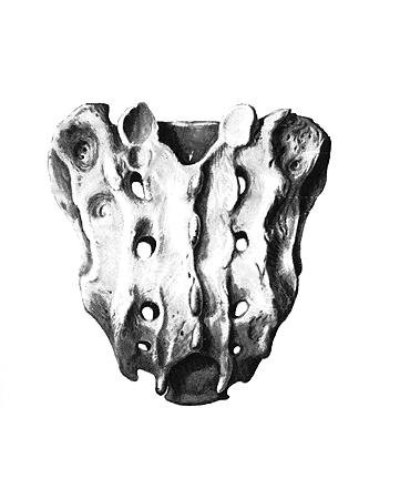 Крестец анатомия Синельников