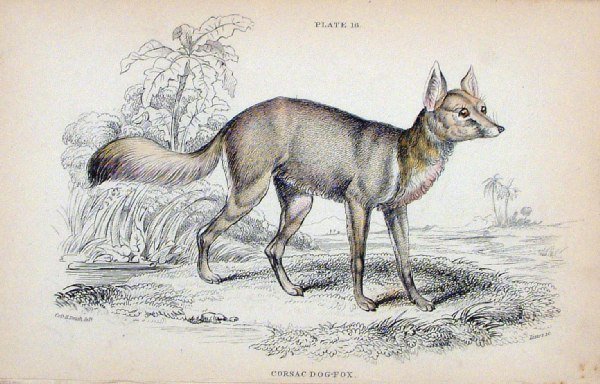 Корсак рисунок