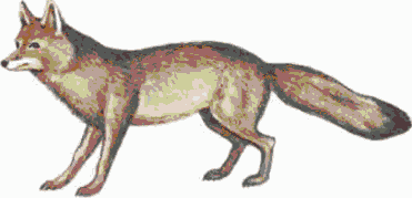 Раскраска Шакал