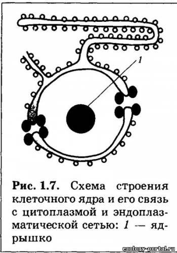 Схема строения клеточного ядра