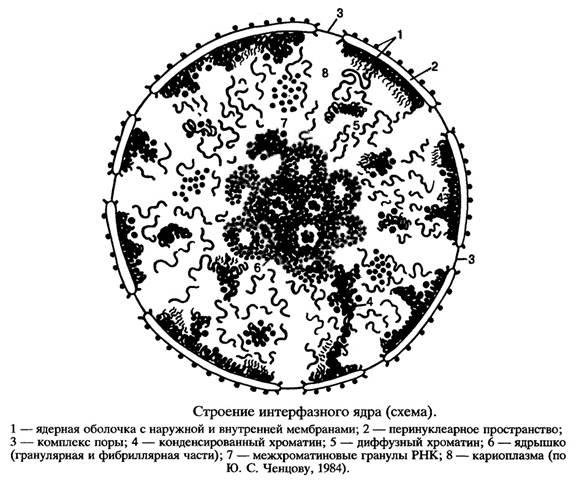 Ультраструктура интерфазного ядра эукариотической клетки рисунок