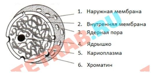 Строение ядра клетки рисунок