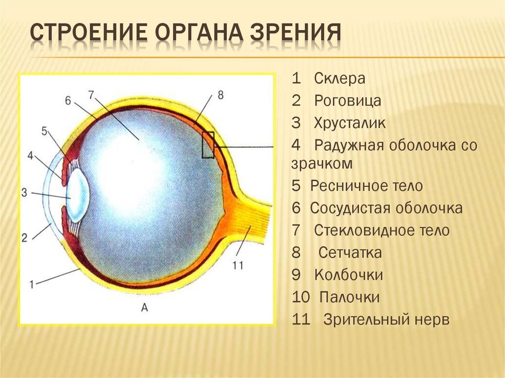 Роговица зрительная зона коры мозга стекловидное тело. Строение глаза сетчатка роговица хрусталик. Анатомические структуры органа зрения анатомия. Органы чувств анатомия глаз. Строение глазного яблока биология 8 класс.
