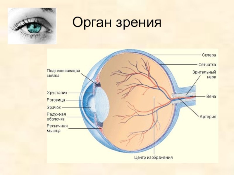 Глаза это орган чувств. Органы чувств анатомия глаз. Органы чувств зрение строение. Органы чувств человека глаза орган зрения. Органы чувств человека глаз орган зрения 3 класс.