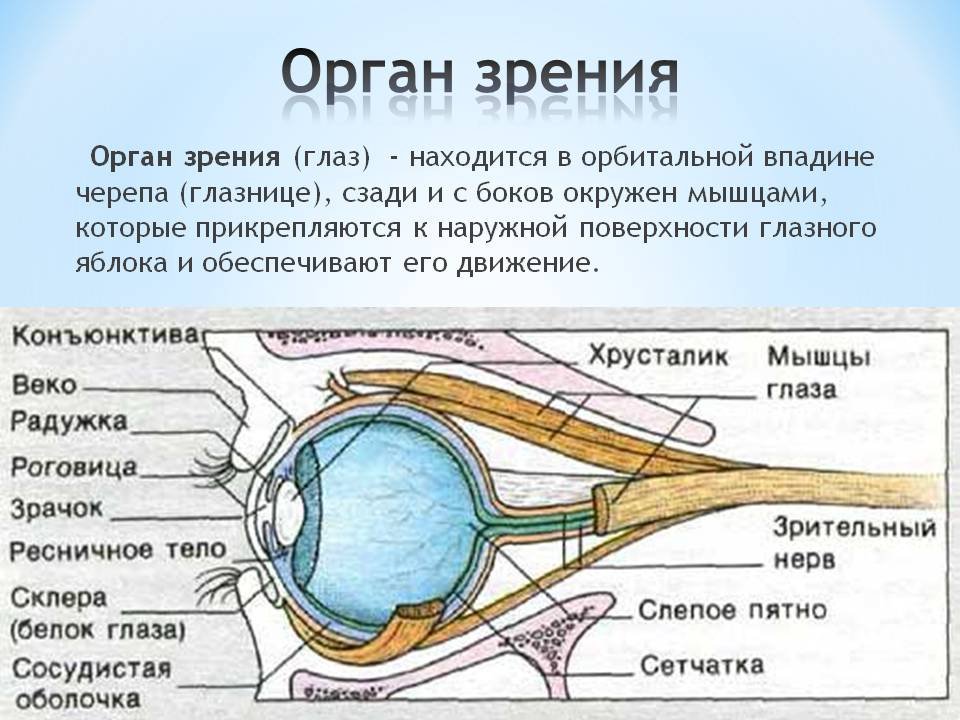 Роль органов зрения. Тенонова капсула глаза функция. Сколько стоит человеческий глаз.