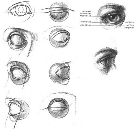 Глаза референс построение