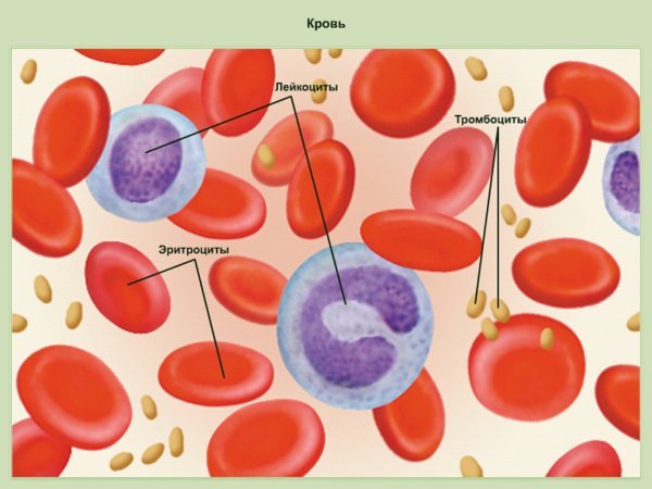 Строение тромбоцита схема