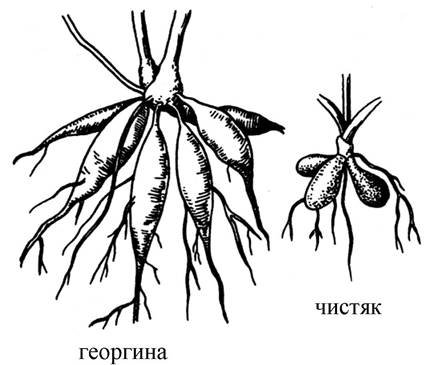 Чистяк корнеклубни