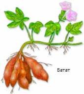 Корневые клубни батата георгина