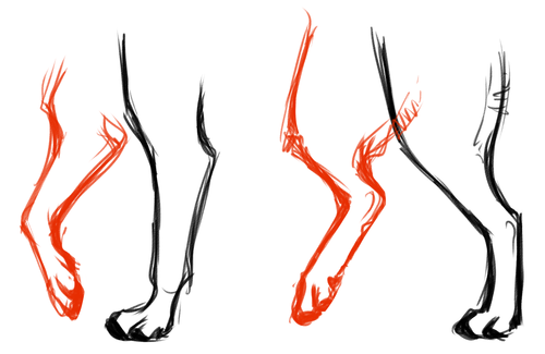 Задние лапы кошки референс