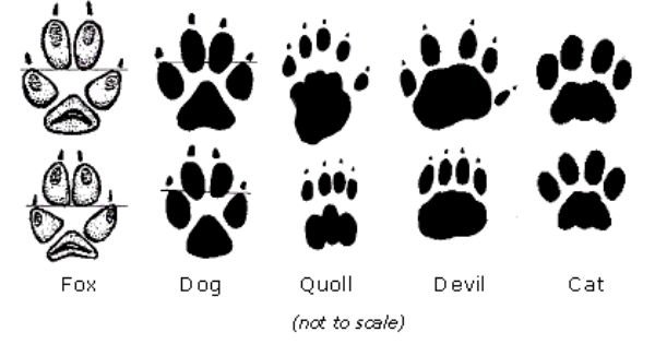 Лисья лапа отпечаток