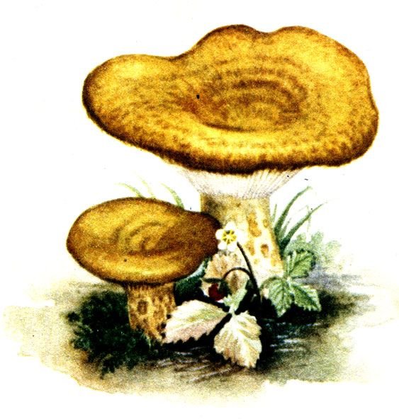 Нарисовать грибы грузди грузди