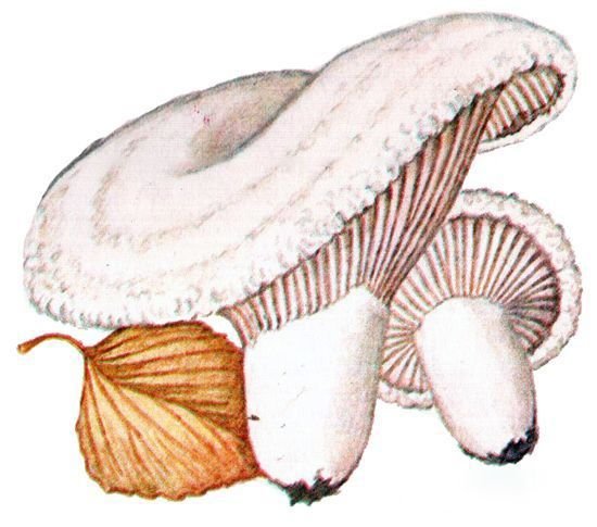 Гриб груздь на белом фоне