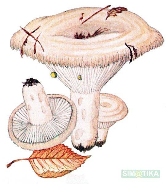 Гриб груздь на прозрачном фоне