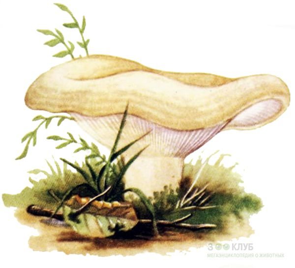 Волнушки грибы