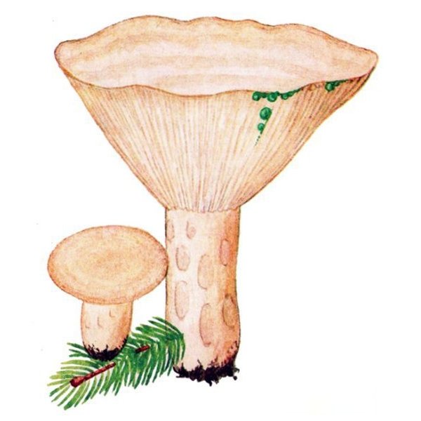 Груздь карандашом