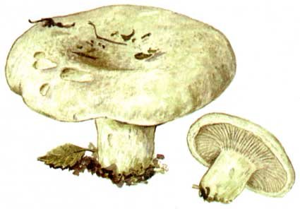 Гриб груздь для детей