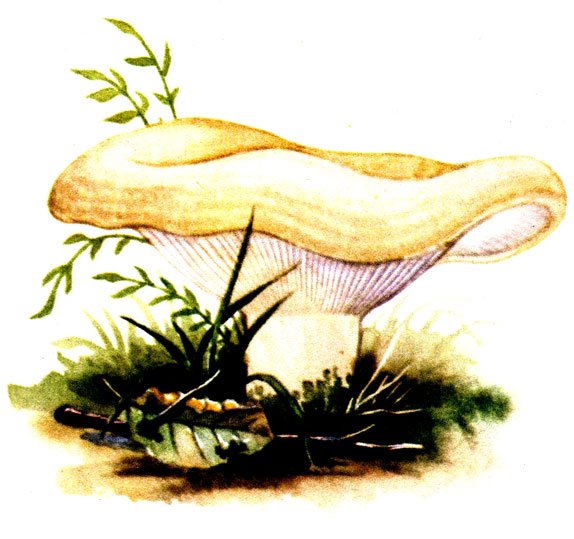 Грибы Ботаническая иллюстрация белый груздь