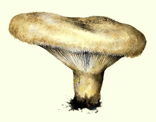 Груздь мультяшный