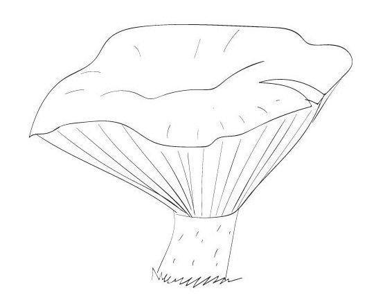 Загадка про гриб Лисичка