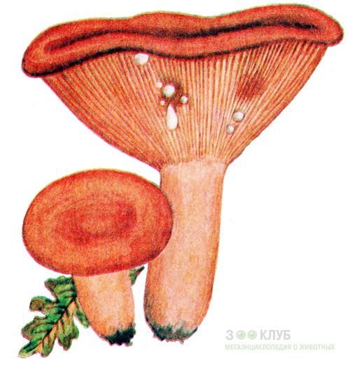 Гриб груздь раскраска