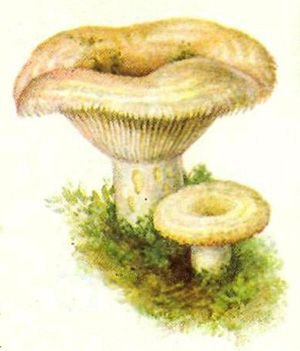 Гриб груздь на белом фоне