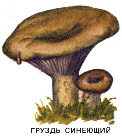 Гриб груздь на белом фоне