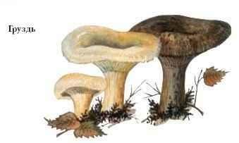 Гриб груздь рисунок (49 фото)