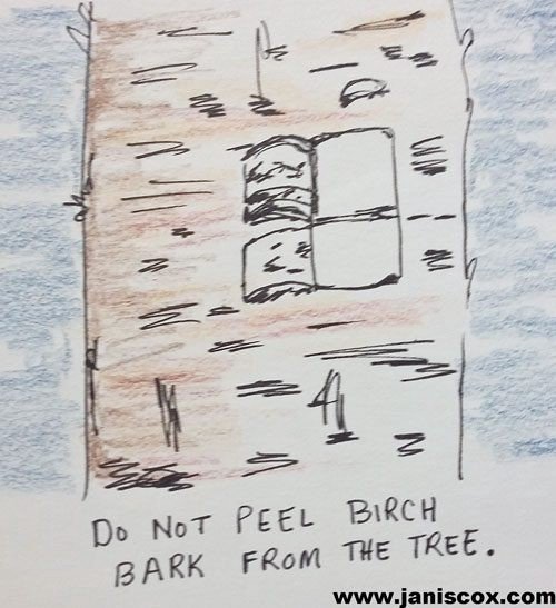 Пришвин берестяная трубочка