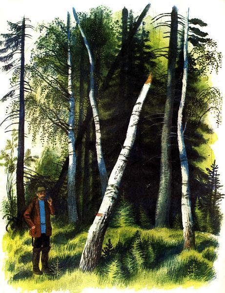 Расслоение бересты