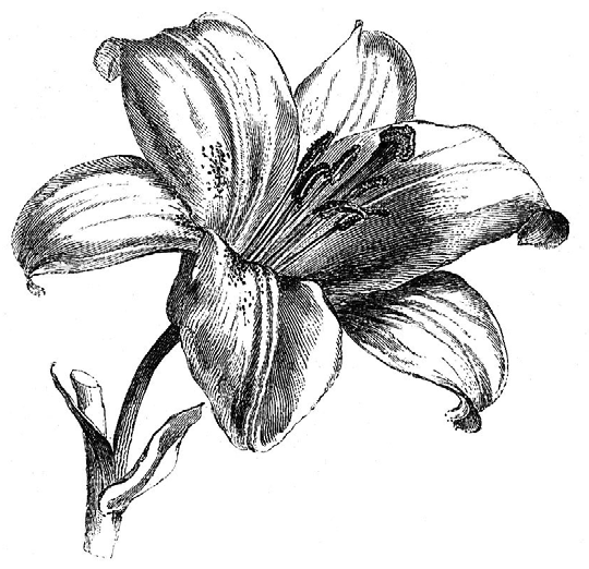 Лилия цветок рисунок