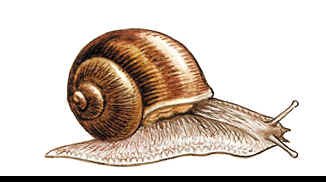 Брюхоногие моллюски движение