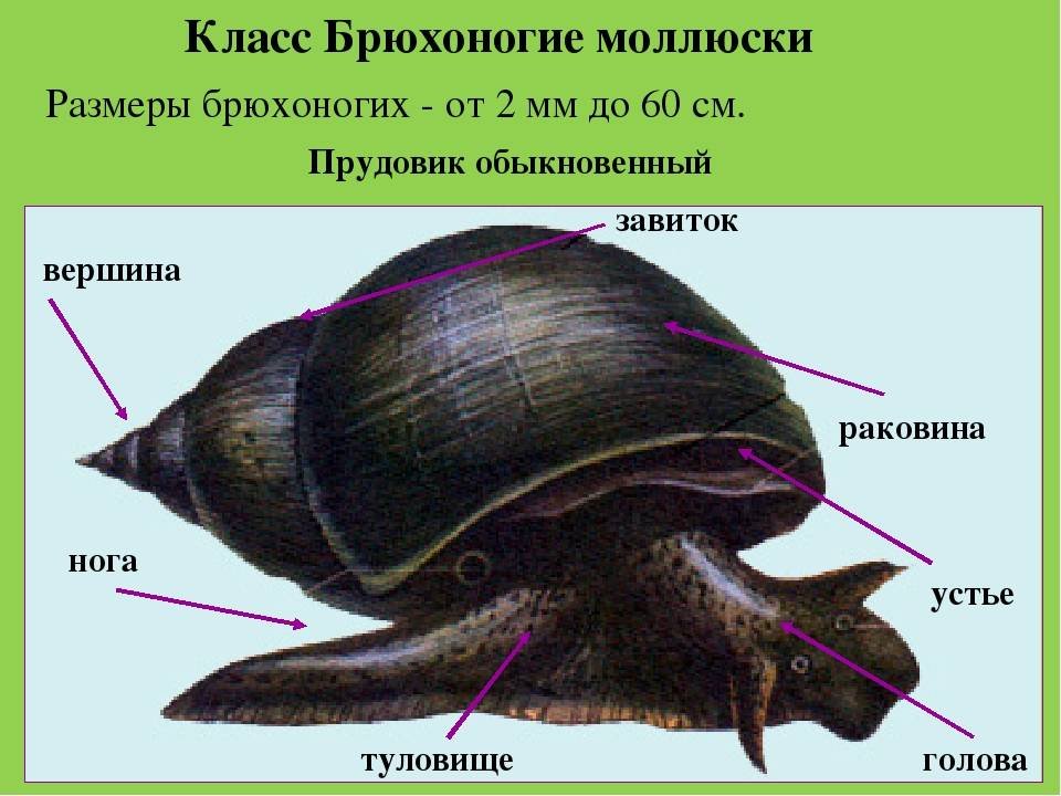К брюхоногим моллюскам относятся прудовика