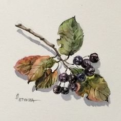 Арония черноплодная акварель