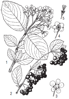 Черноплодная рябина ботаника