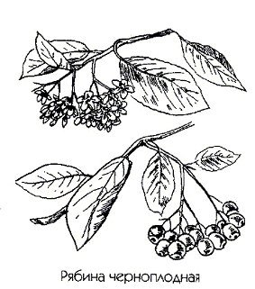 Черноплодная рябина скетч