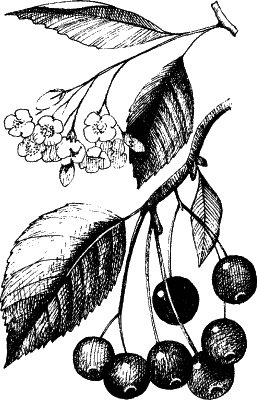 Черноплодная рябина раскраска