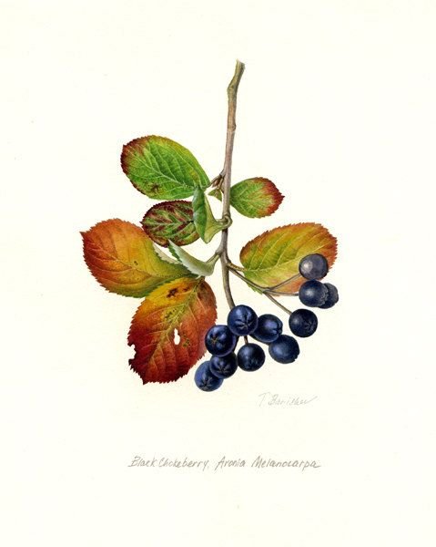 Черноплодная рябина рисунок для детей