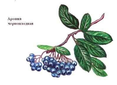 Арония черноплодная рисунок