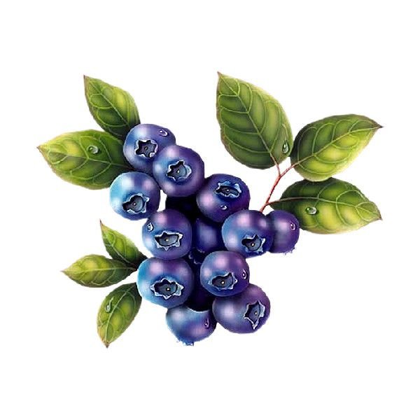 Черноплодная рябина вектор