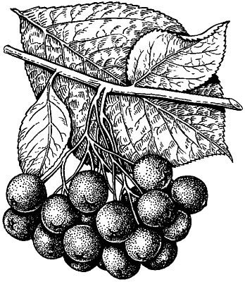 Черноплодная рябина вектор