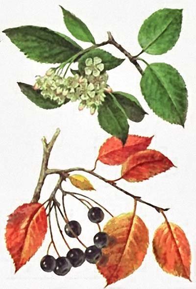 Черноплодная рябина вектор